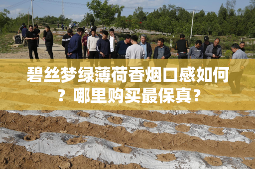 碧丝梦绿薄荷香烟口感如何？哪里购买最保真？